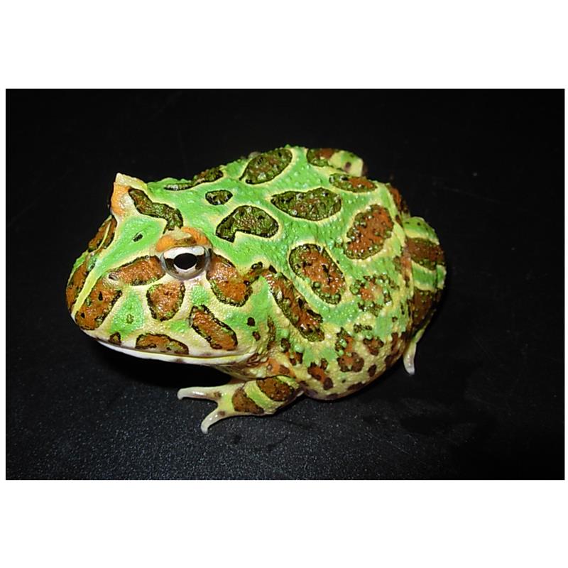 Broasca Ceratophrys cranwelli (verde) - imagine 4